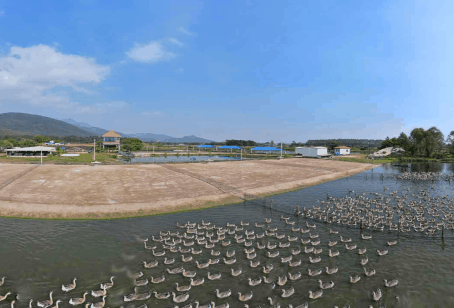 DDPAY钱包官方网站